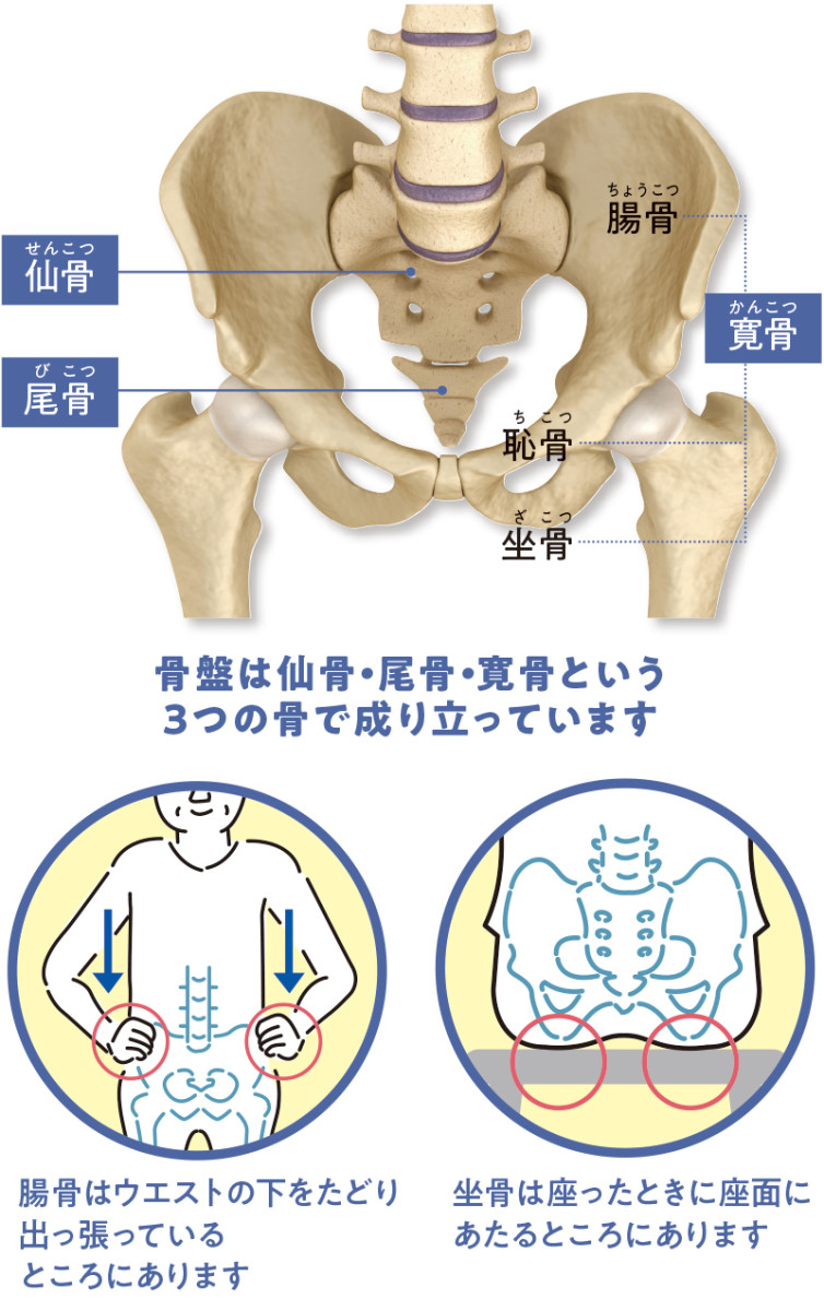 骨盤が歪んでいるとどうなるの！？