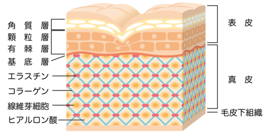 ほうれい線の原因！？