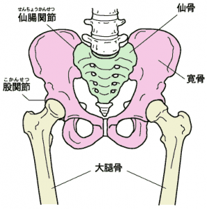 骨盤は大切！骨盤ってどんな存在？