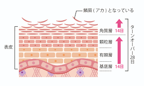 ターンオーバーの仕組み